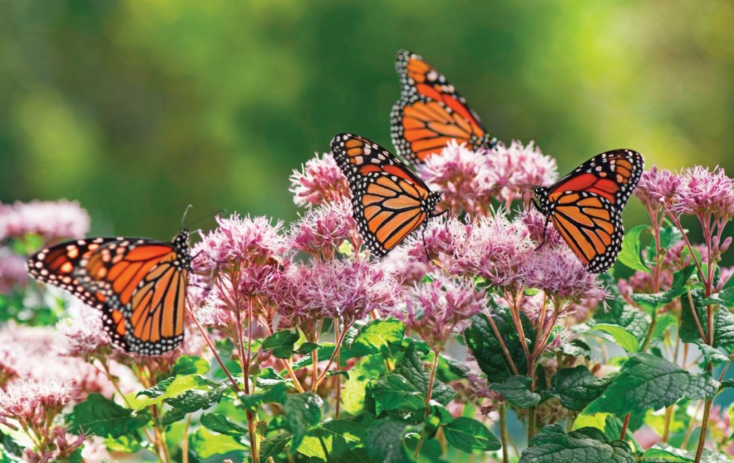 Butterfly Garden Donations No minimum Bag - Cash